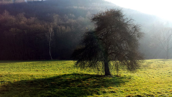 alter Apfelbaum  - Wienerwald