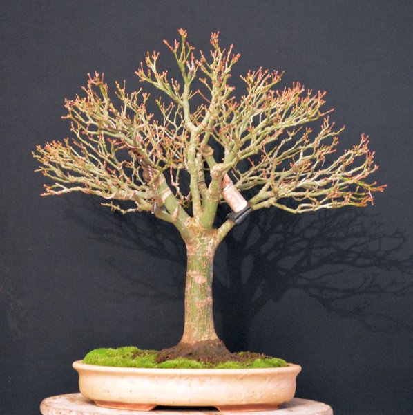 19.12.14<br />Baumhöhe: 52 cm, mit Schale