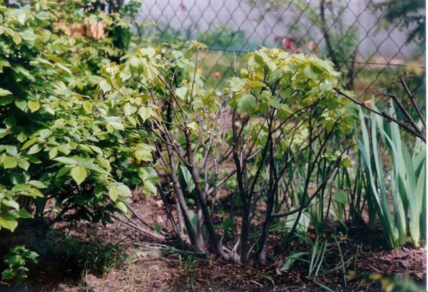 ca.1995, in der Mitte sind die Lindenstengel zu erkennen...