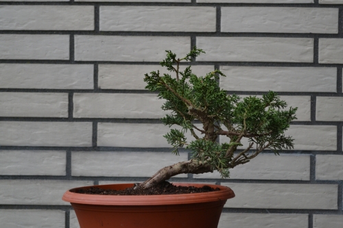 Juniperus Chinensis Blaauw