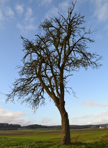 Birne.jpg