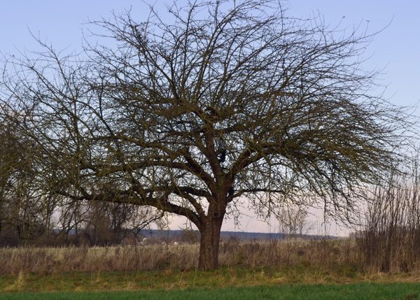 Apfel.jpg
