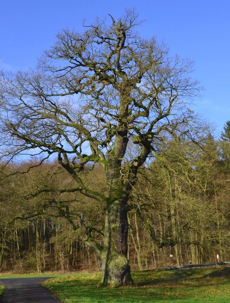 Eiche Bernsfeld.jpg