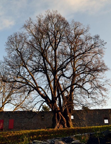 Linde Burg .jpg