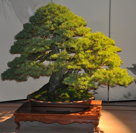Bonsai Mulhouse 2014_01.JPG