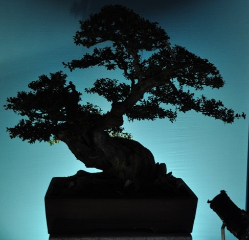 Bonsai Mulhouse 2014_05.JPG