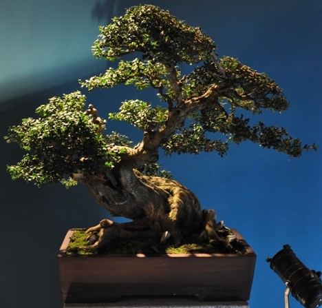 Bonsai Mulhouse 2014_07.JPG