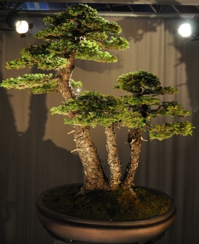 Bonsai Mulhouse 2014_08.JPG