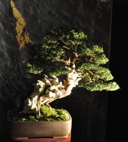 Bonsai Mulhouse 2014_23.JPG