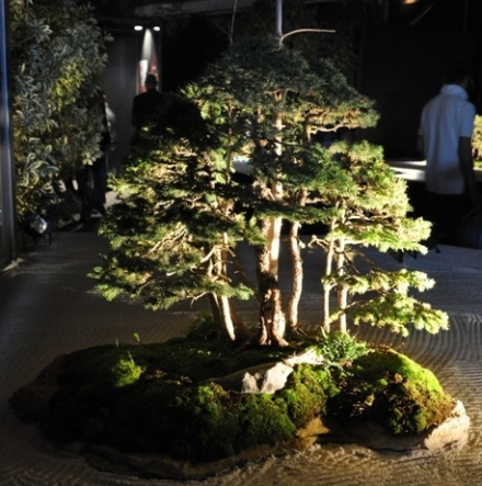 Bonsai Mulhouse 2014_29.JPG