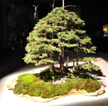 Bonsai Mulhouse 2014_30.JPG