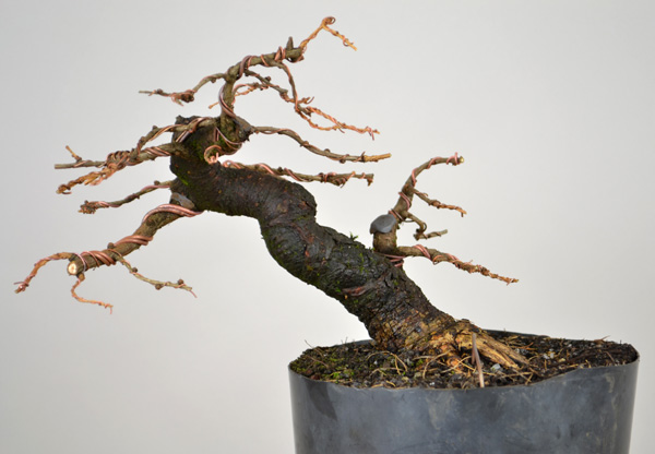 larix-021bear-web.jpg