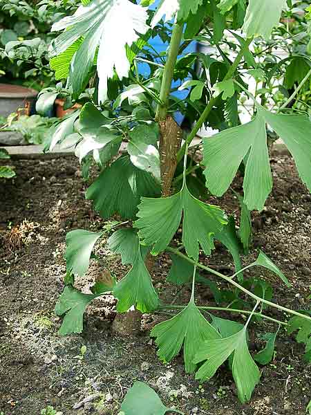 gingko3_155.jpg