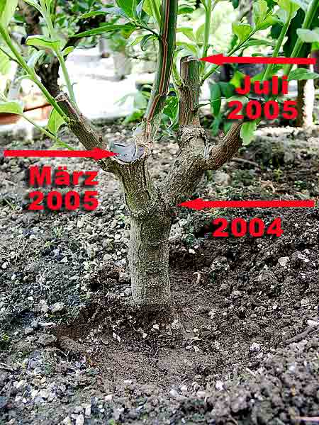 spindelstrauch2_163.jpg