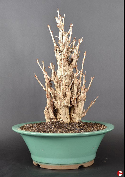 Ginkgo-Weihnachtsgeschenk.jpg