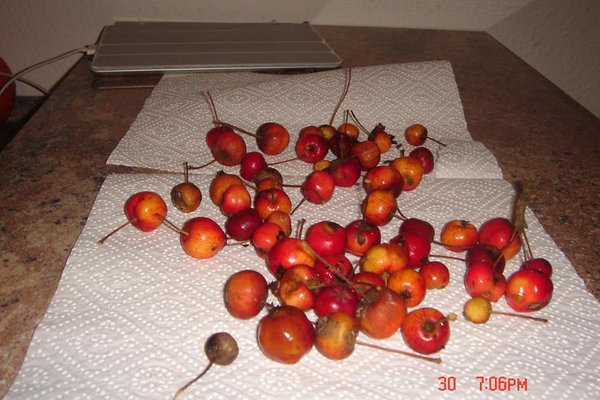 Mini Apfel.JPG