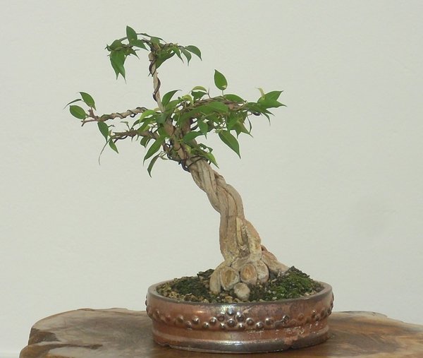 DSCN3822 2.jpg