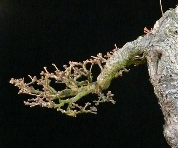 P1110972kk.JPG