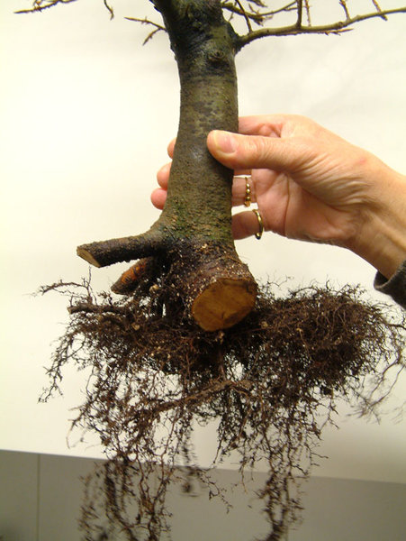 Dezember 2008