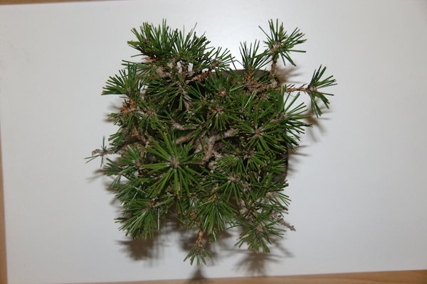 Krone von oben 2015