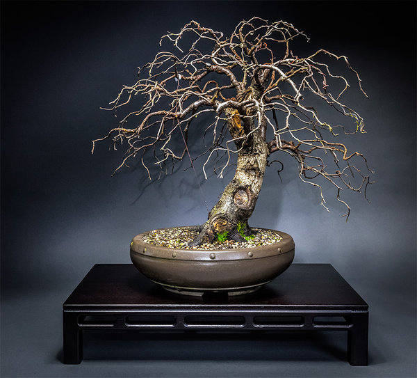 Betula.jpg