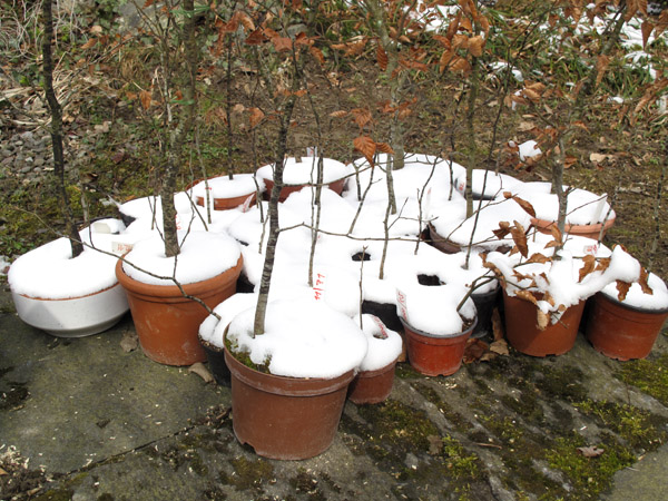 Diese Rotbuchen wurden einige Jahre draussen überwintert