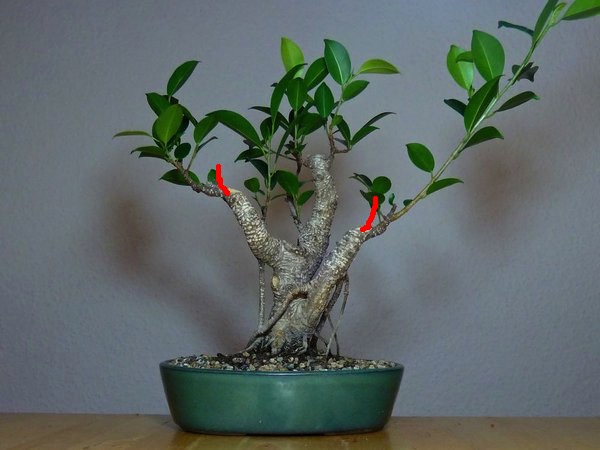 Ficus.jpg