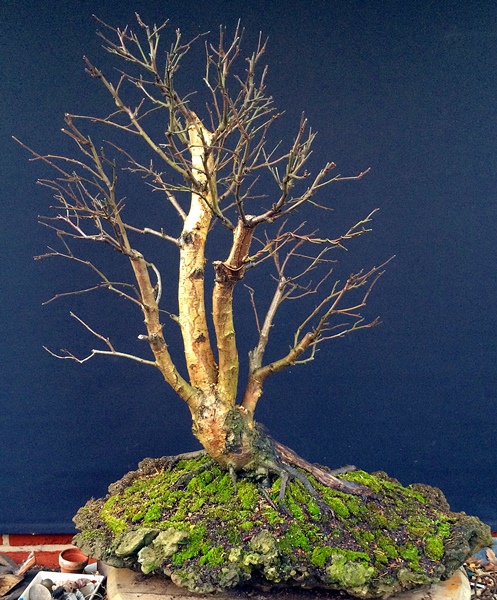 Und das wäre meine jetzige Rückseite ...hab einen Keil unterlegt, damit der Baum nicht nach hinten flieht sondern für den Betrachter gefälliger, ein wenig mehr nach vorn kommt ...