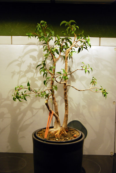 Dez. 2014, Höhe 45 cm