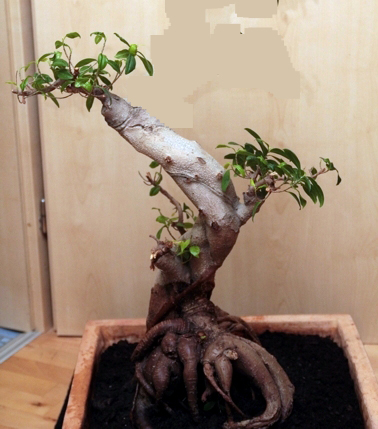 DPP_015 a.jpg