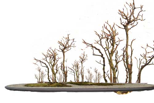 mo_sein_wald_wa.jpg
