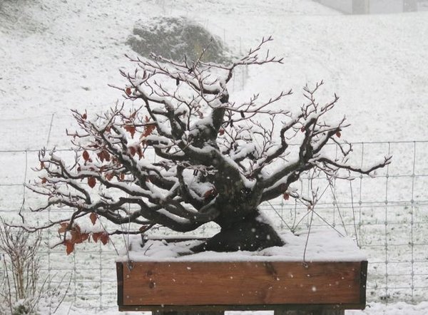 buche winter.jpg