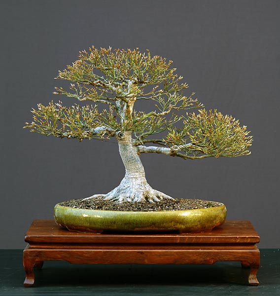japanischer Bergahorn, Acer palmatum
