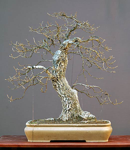 Flaumeiche, Quercus pubescens