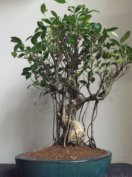 IMG_4271 ficus 1.jpg