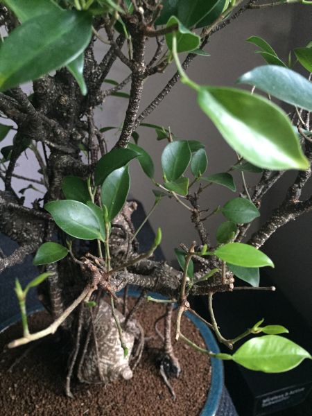 IMG_4273 ficus 3.jpg
