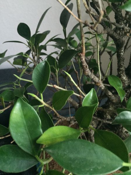 IMG_4274 ficus 5.jpg