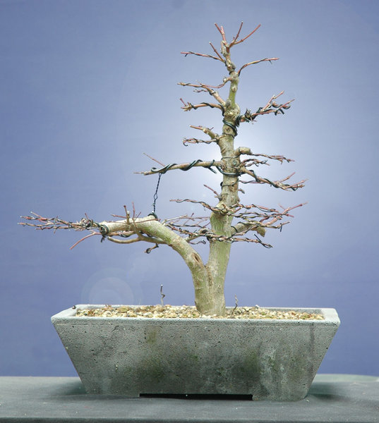 Acer0115b.jpg