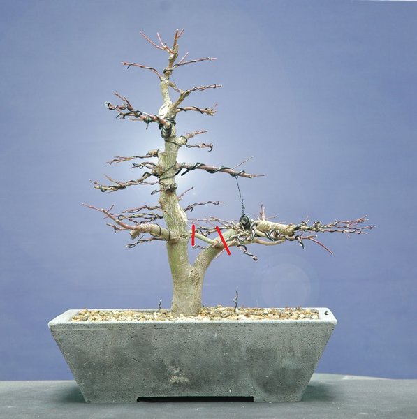 Acer0115a.jpg