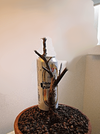 baum.png