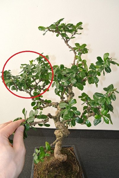 Bonsai_ast.jpg