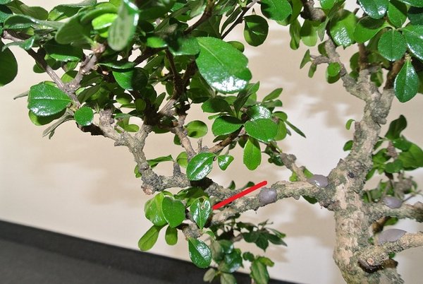 Bonsai_schnitt.jpg