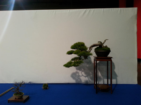 Pinus Mugo.jpg