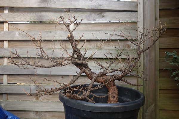 larix2.JPG