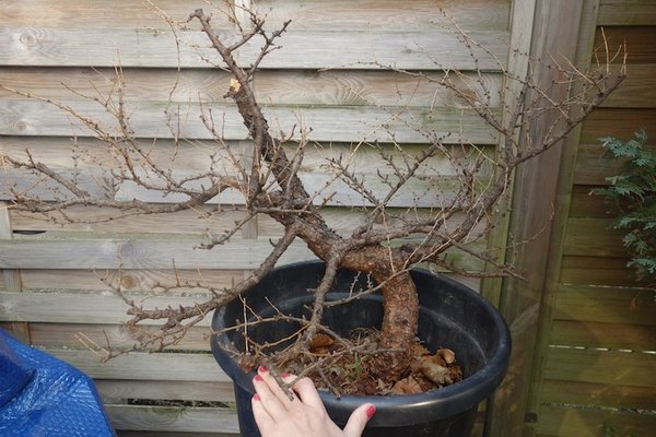 larix.JPG