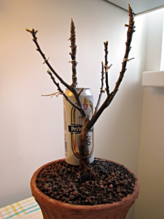 apfel-vor-schnitt.JPG