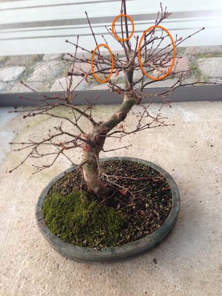 2015-02-15-Seigen.jpg