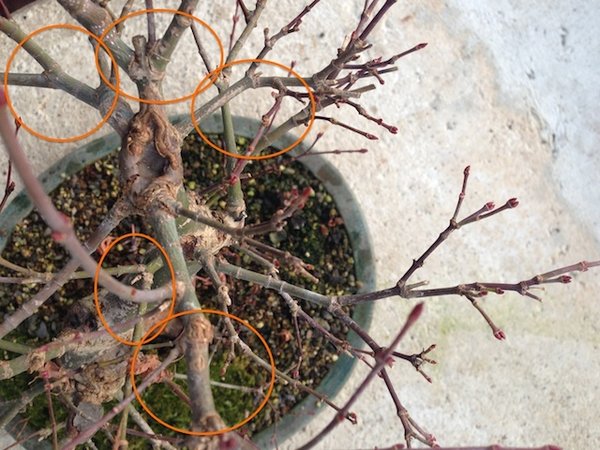 2015-02-15--Seigen.jpg
