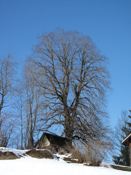 IMG_1271a..jpg