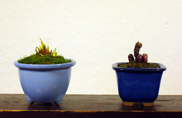 Iris gracilipes und ein Huflattich